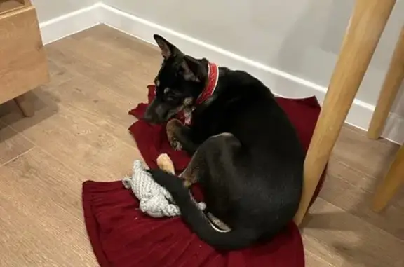 Найдена собака, Новосибирск, фото: Собака найдена, ул. Ключ-Камышенское Плато