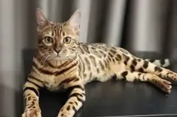 Пропала бенгальская кошка, ул. Дружбы, Новомосковск - photo