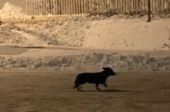 Найдена собака, Гурьевский городской округ, фото: Собака найдена в пос. Заозерье, Гурьевск