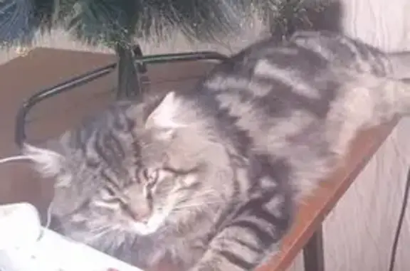 Пропала кошка, ул. Свердлова 39, Россошь - photo