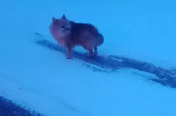 Пропал рыжий шпиц в д. Рязаново - photo
