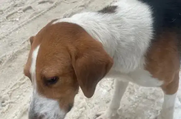 Найдена собака, Саранск, фото: Собака найдена: ул. Анны Лусс, 9, Саранск