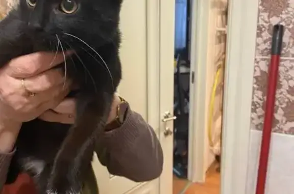 Объявления о пропавших и найденных животных, Вологда, фото: Кошка найдена: ул. Возрождения, 34, Вологда