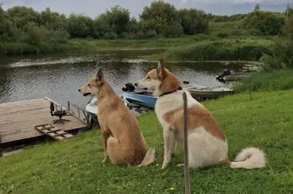 Пропала собака в д. Зимняк, Вологодская обл. - photo