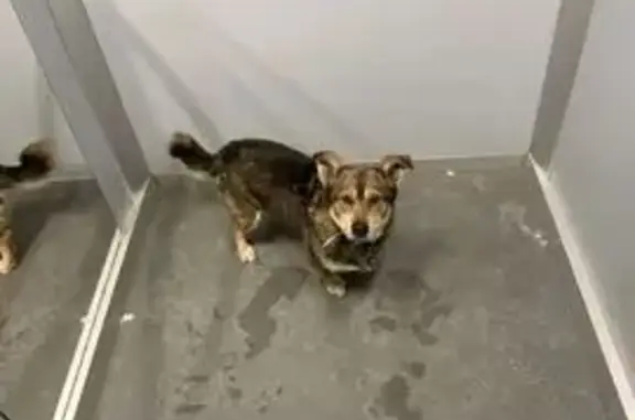 Найдена собака, Калининград, фото: Собака ждёт хозяина у В. Денисова, 26