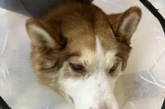 Найдена собака, Левашово, фото: Собака найдена: Советская ул., Левашово