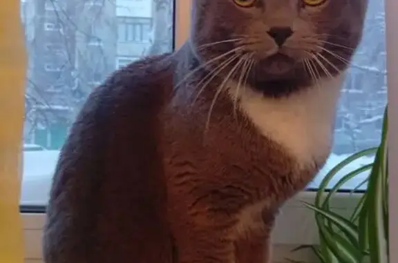 Объявления о пропавших и найденных животных, Нефтеюганск, фото: Кошка найдена, Нефтеюганск, 47