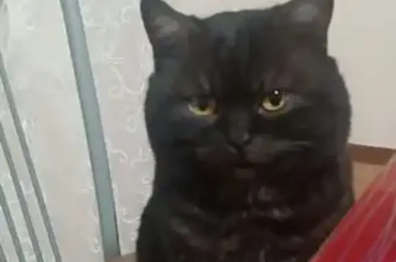 Пропала кошка, пл. Ленина, Йошкар-Ола - photo