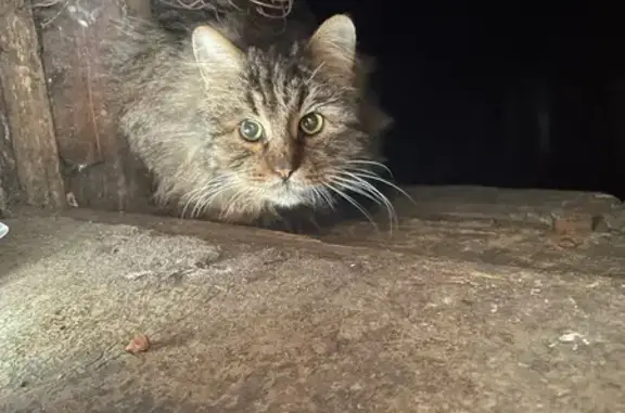 Найдена кошка, Москва, фото: Кошка найдена: 4-й Вятский пер., Москва