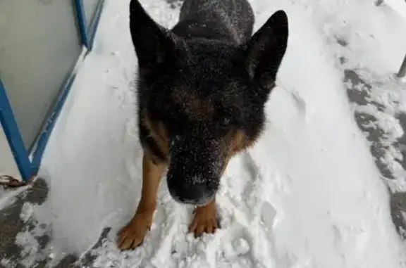 Найдена собака, Одинцово, фото: Собака найдена у ТЦ Курс, Можайское шоссе 122