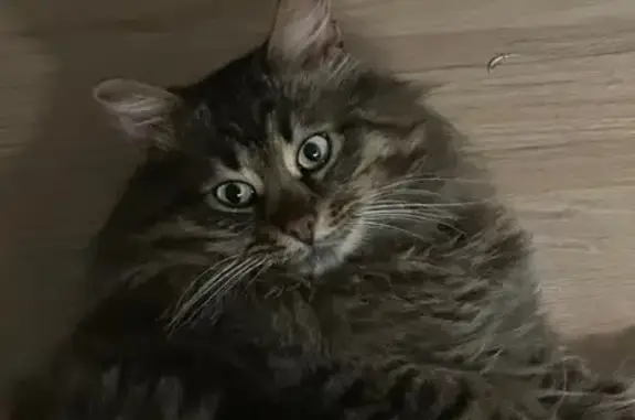 Найдена кошка, Красный Бор, фото: Кот найден на Мирной 13, Красный Бор