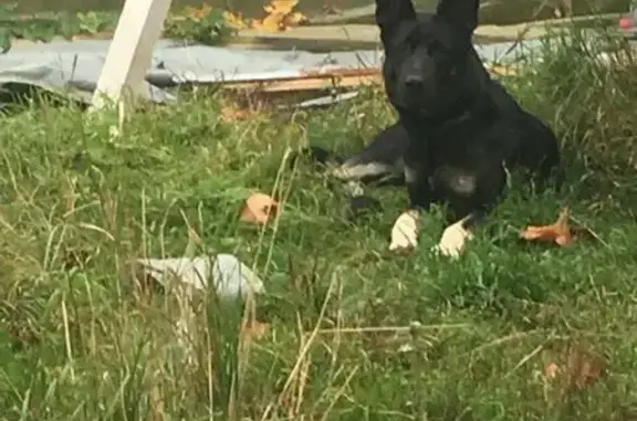 Пропала собака, Новосельковская 20Б, СПб - photo