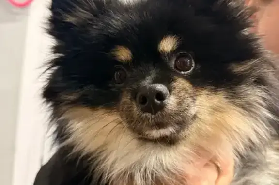 Найдена собака, Саратов, фото: Шпиц найден: ул. Горького 56, Саратов