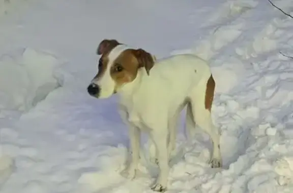 Найдена собака, Барнаул, фото: Собака у аптеки, Германа Титова 17, Барнаул