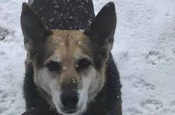 Пропала собака, ул. Зелёный Клин 14, Новоалтайск - photo