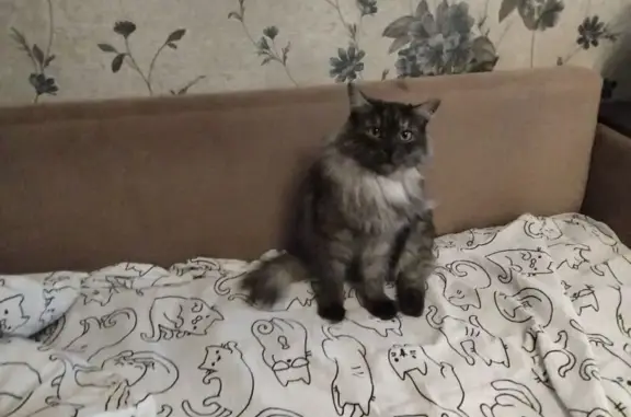 Найдена кошка, Рязань, фото: Найдена кошка, ул. Новосёлов 54, Рязань