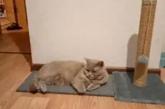 Потерянные животные Курск, фото: Пропал косоглазый кот, ул. Энергетиков 12