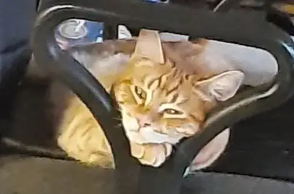 Пропала кошка, ул. Пархоменко, Курган - photo