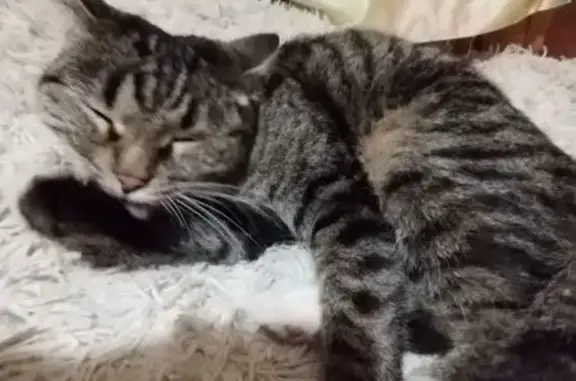 Пропала кошка, ул. Шилова 87, Чита - photo