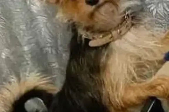 Пропала собака на Октябрьской, 12, Южный - photo