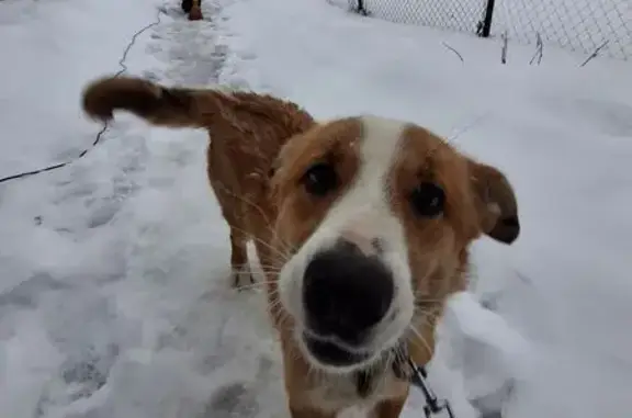 Найдена собака, Тёплое, фото: Собака найдена: Комсомольская ул, 20, Тёплое