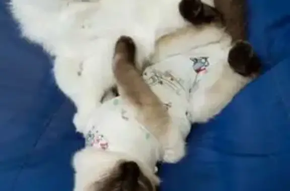 Пропала кошка на Дачном проспекте, 10 - photo