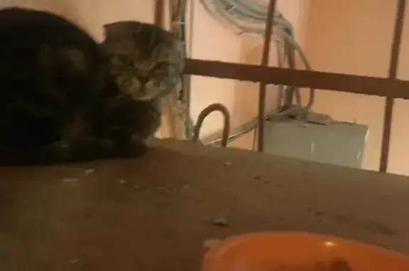 Найденные животные Оренбург, фото: Кошка найдена: Джангильдина 8, Оренбург