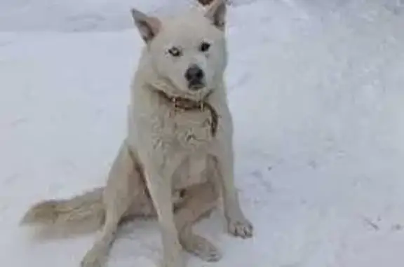 Пропала хаски, ул. Баумана 28, Уфа - photo