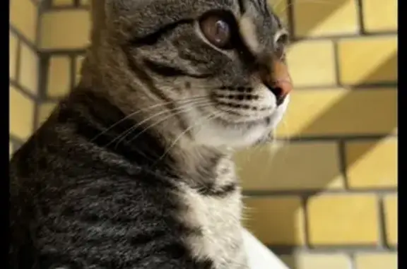 Пропала кошка, б-р Щербины 14, Тюмень - photo