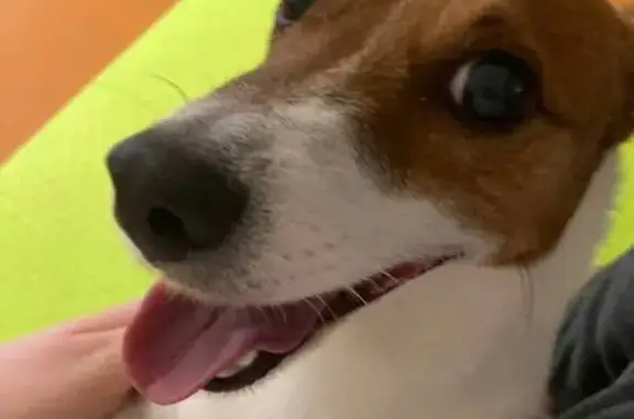 Найденные животные Губкин, фото: Собака найдена на ул. Фрунзе, 18, Губкин