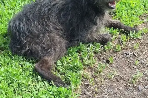 Найдена собака в Карагайле, Кемерово - photo