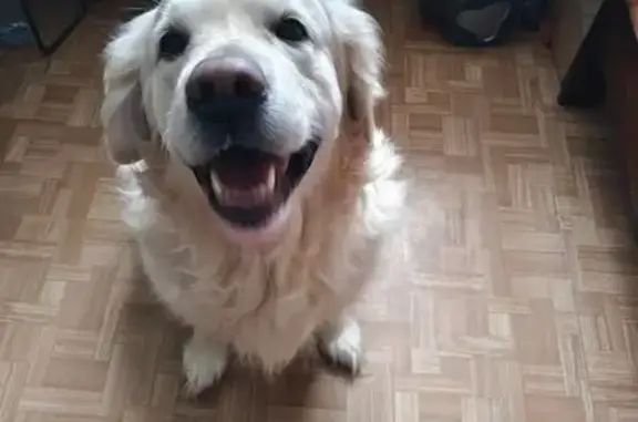 Найдена собака, Северск, фото: Найден ретривер, ул. Калинина, 42, Северск