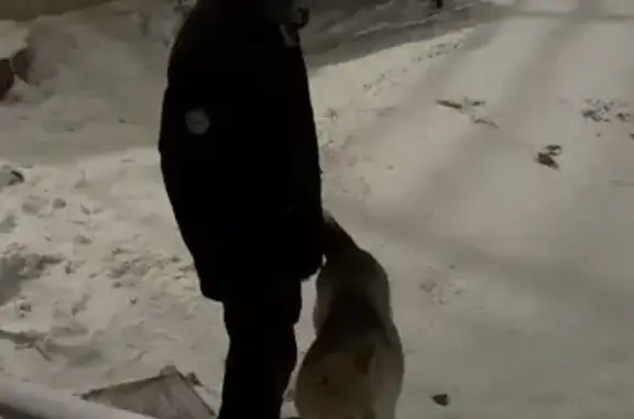 Объявления о пропавших и найденных животных, Якутск, фото: Найдена собака, ул. Каландаришвили 8