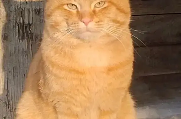 Кошки потеряшки, Ижевск, фото: Потеряшка кошка, Воткинский пер., Ижевск