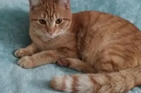 Кошки потеряшки, Каменский сельсовет, фото: Потеряшка кошка, Каменский сельсовет 85