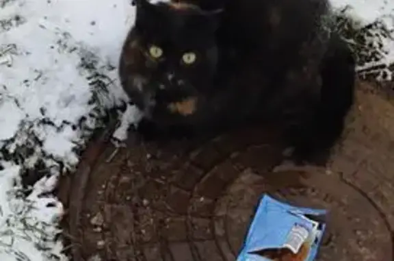 Объявления о пропавших и найденных животных, Псков, фото: Кошка найдена, ул. Горького 4/6, Псков