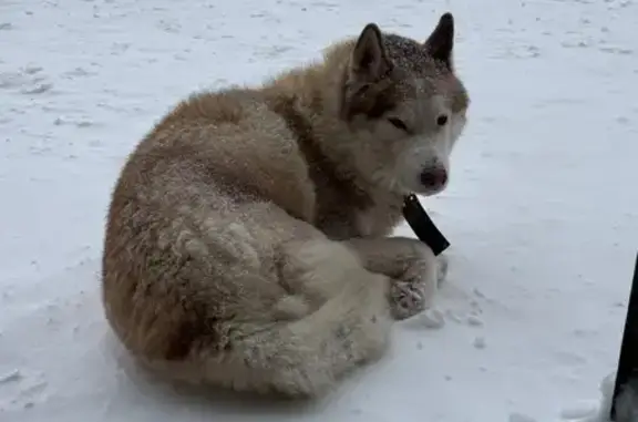 Найдена собака, Иваново, фото: Хаски найдена у подъезда, 10-й пр., 51