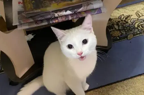 Пропала кошка, Молодёжный бул., 23Б - photo