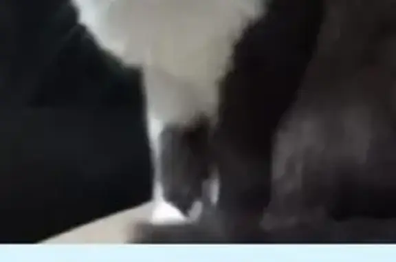 Пропала кошка, ул. Эшкинина, 16, Йошкар-Ола - photo