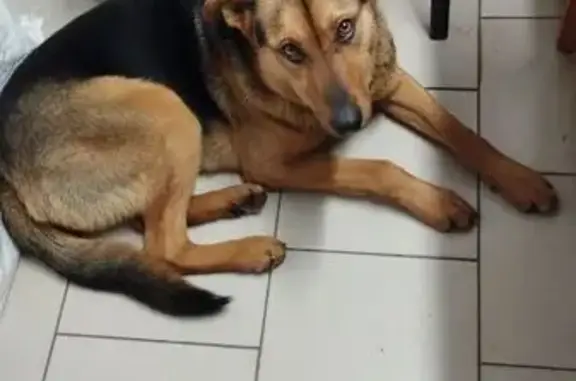 Найдена собака, Васильево, фото: Найдена собака, Привокзальная ул., Васильево