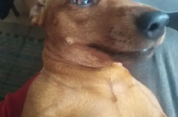 Пропала собака Агата, ул. Корзуна, СПб - photo