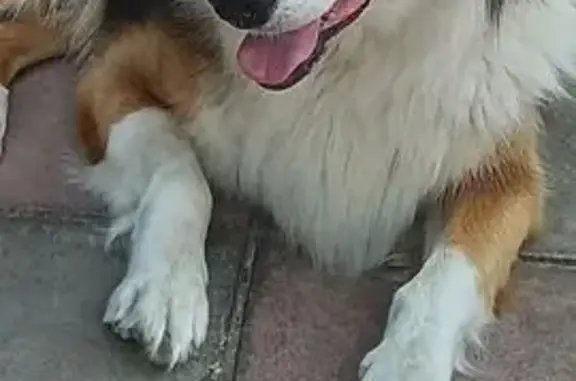 Пропала собака на Белинского, 31 - photo