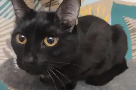 Пропала кошка, ул. Гастелло 47, Самара - photo