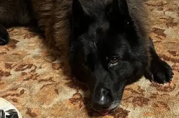 Пропала овчарка у рц Перекресток, НН - photo