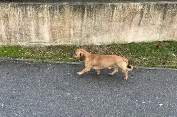 Найдена собака, Сочи, фото: Сочи: найдена собака, Нижнеимеретинская 171а
