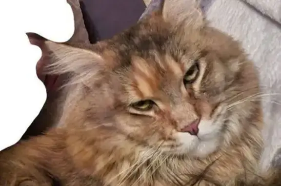 Пропала кошка, пр. Ветеранов, 104, СПб - photo