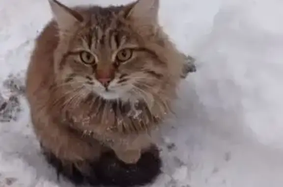 Объявления о пропавших и найденных животных, Нижний Новгород, фото: Красивая кошка найдена: пр. Ленина, 23