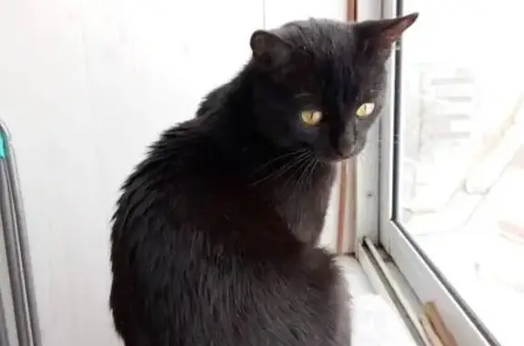 Пропал кот Фунтик, Липатова 4А, Казань - photo
