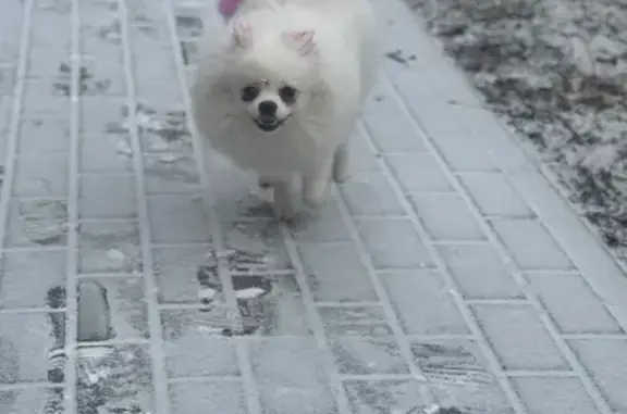 Пропали мини шпицы, проспект Ватутина 10А - photo