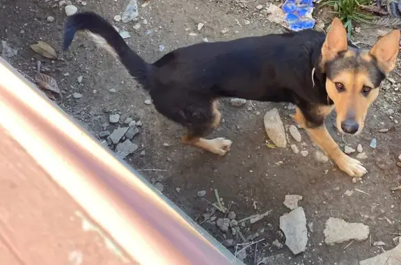 Потерянные животные Сочи, фото: Пропала собака: Донская ул., 106, Сочи